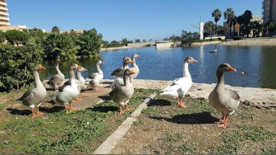 Arena Y Mar Διαμέρισμα Tavernes de Valldigna Εξωτερικό φωτογραφία